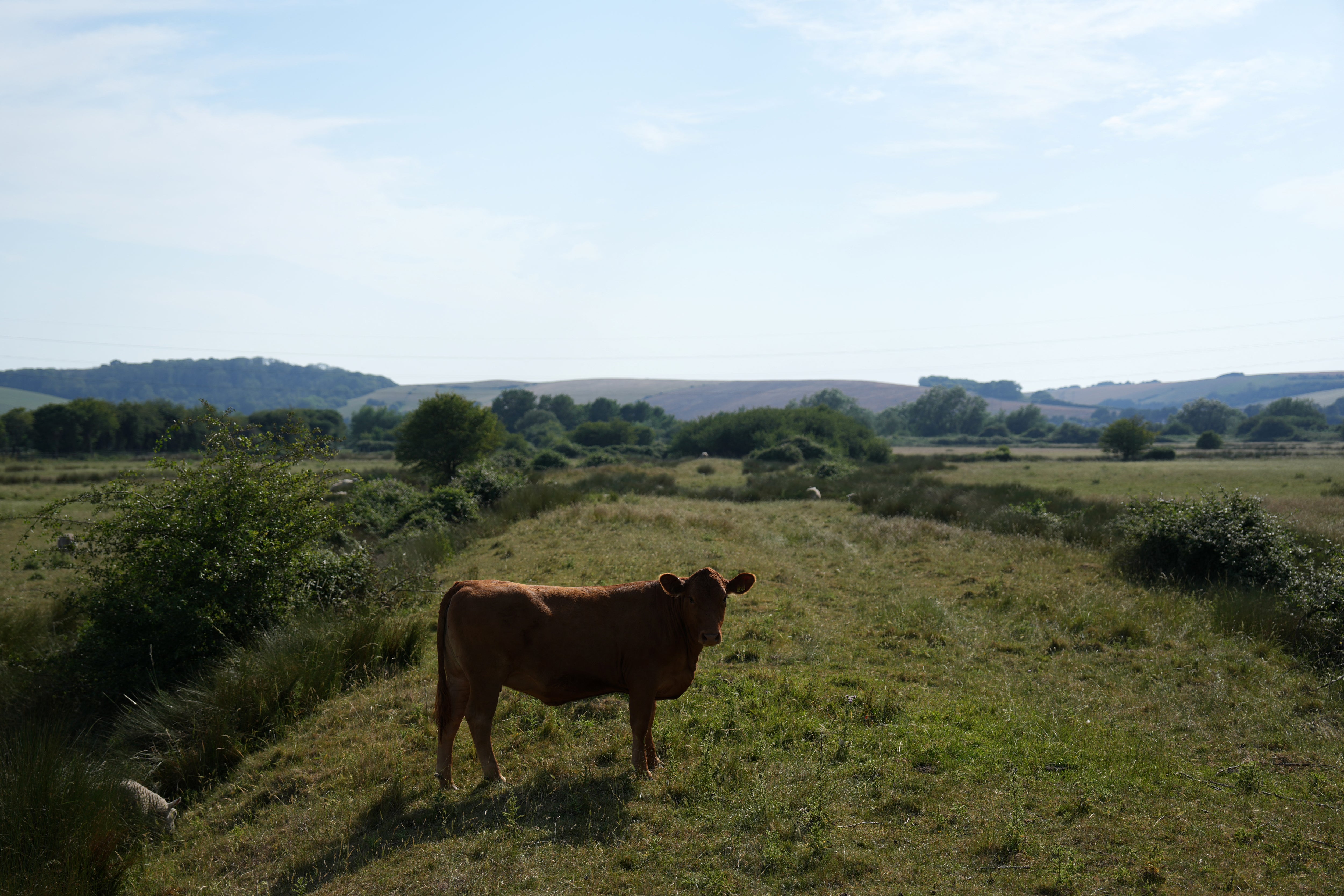 Man, 78, killed after being &lsquo;trampled by cattle&rsquo; at National Trust estate