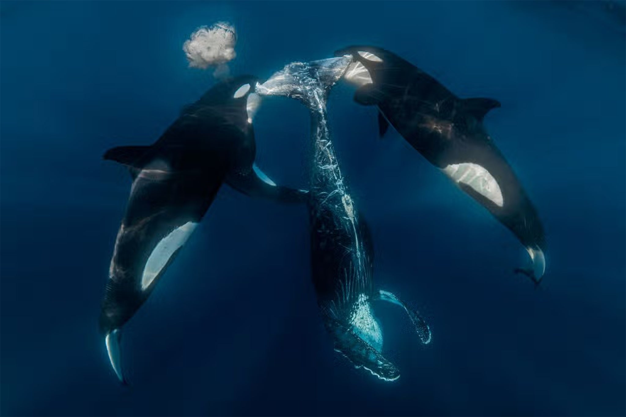 The pod have previously jostled vessels travelling across the strait