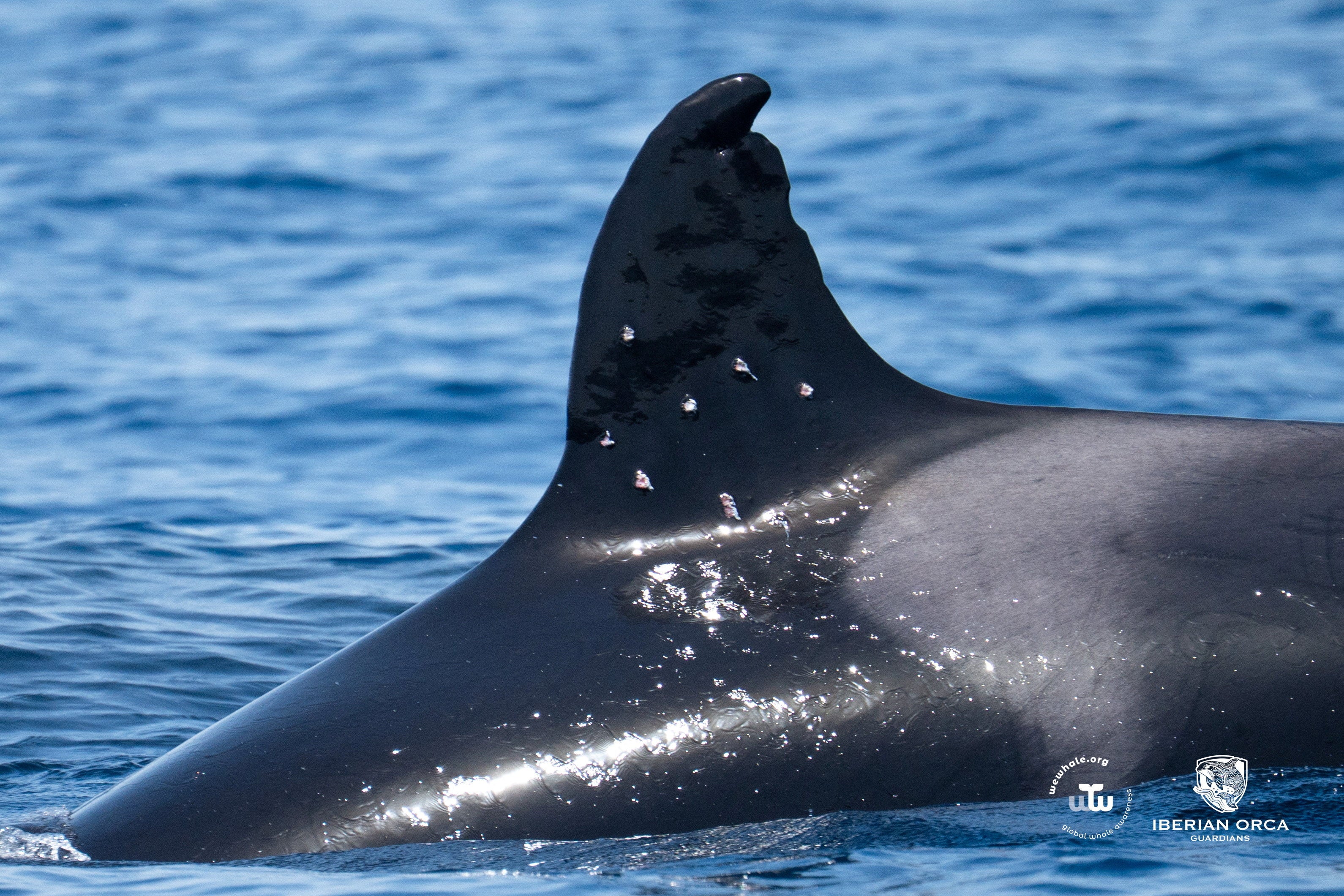 Orca known for ramming boats spotted with suspected gunshot wounds