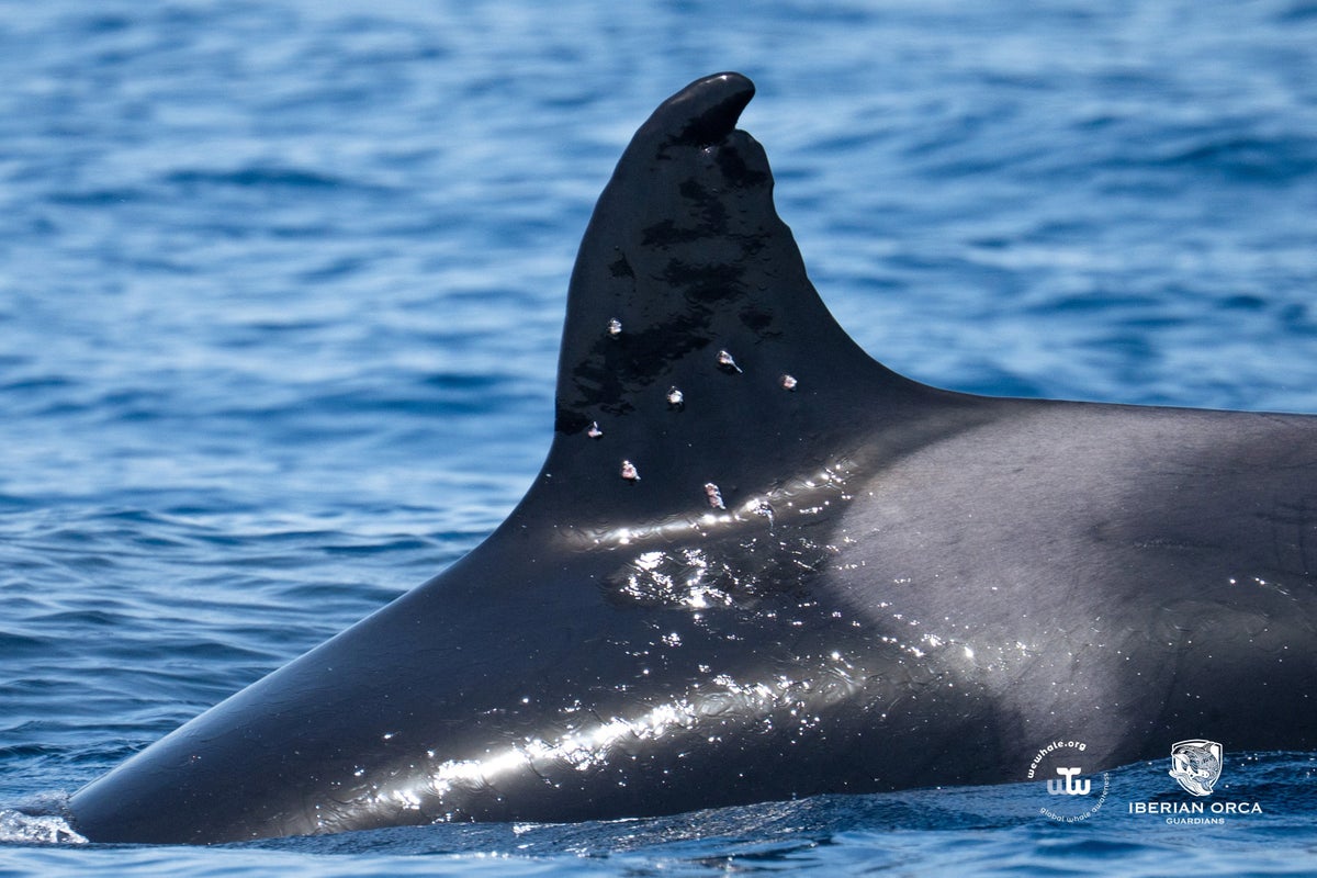 Orca known for ramming boats spotted with suspected gunshot wounds