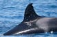 Orca known for ramming boats spotted with suspected gunshot wounds