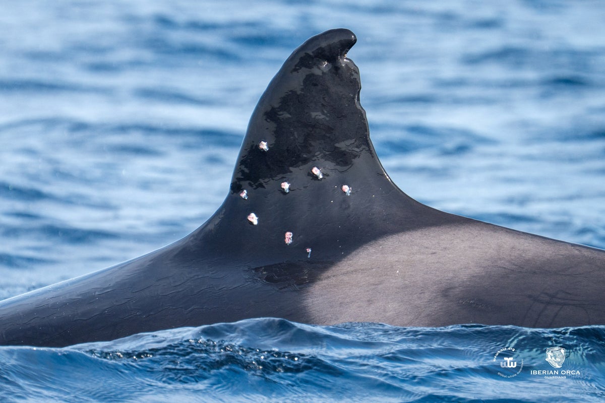 Investigation launched after orca seen with suspected gunshot wounds