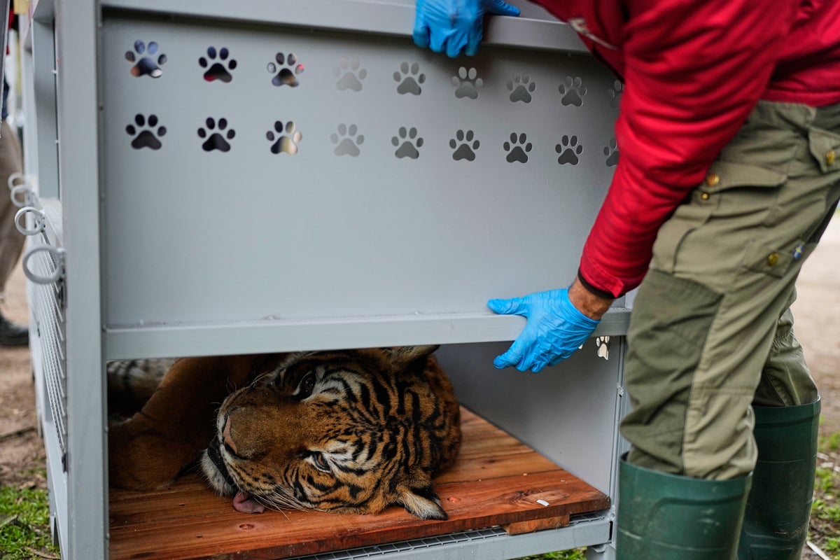 Lions and tigers begin a long-awaited rescue from a notorious Argentine zoo