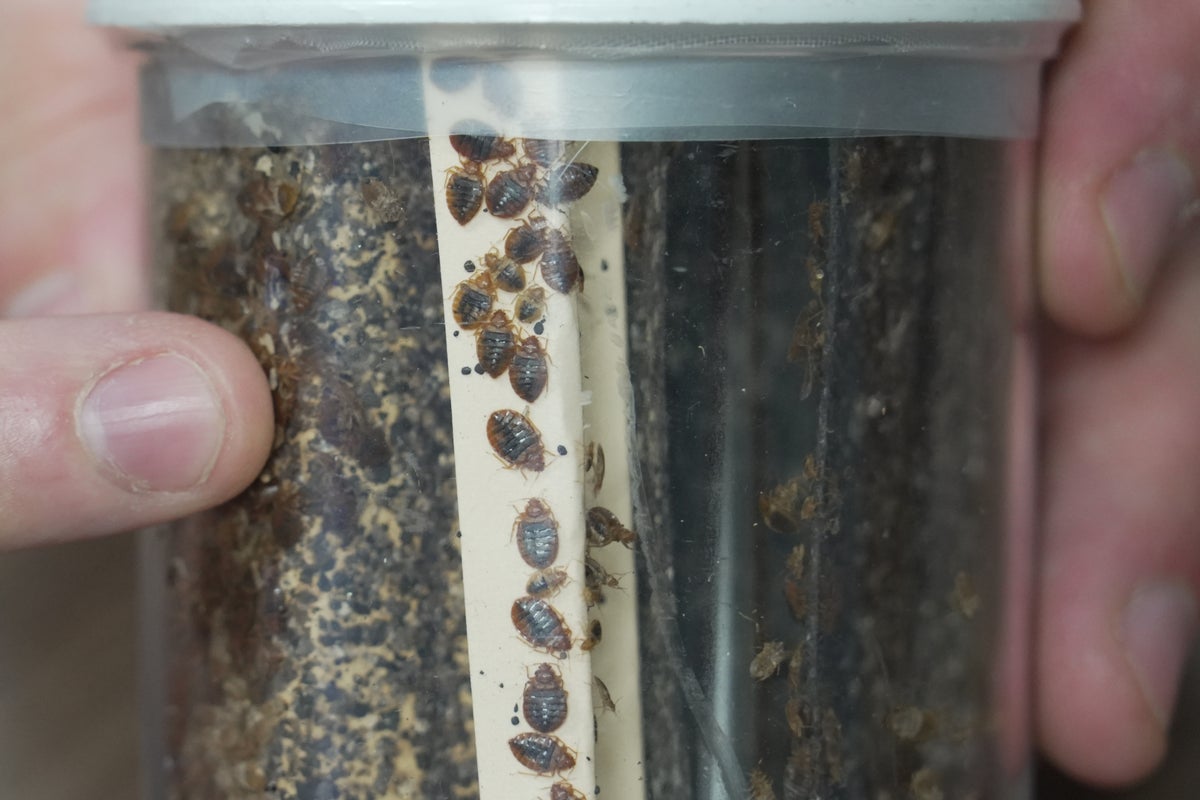 Rising Bedbug Infestations Linked to Sleep Disruption and Health Concerns