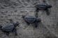 55 newborn turtles die along Florida beach after nearby lights lured them away from ocean water