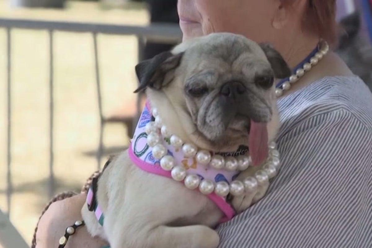 Rescued pug Jinny Lu crowned World’s Ugliest Dog in 50th anniversary contest