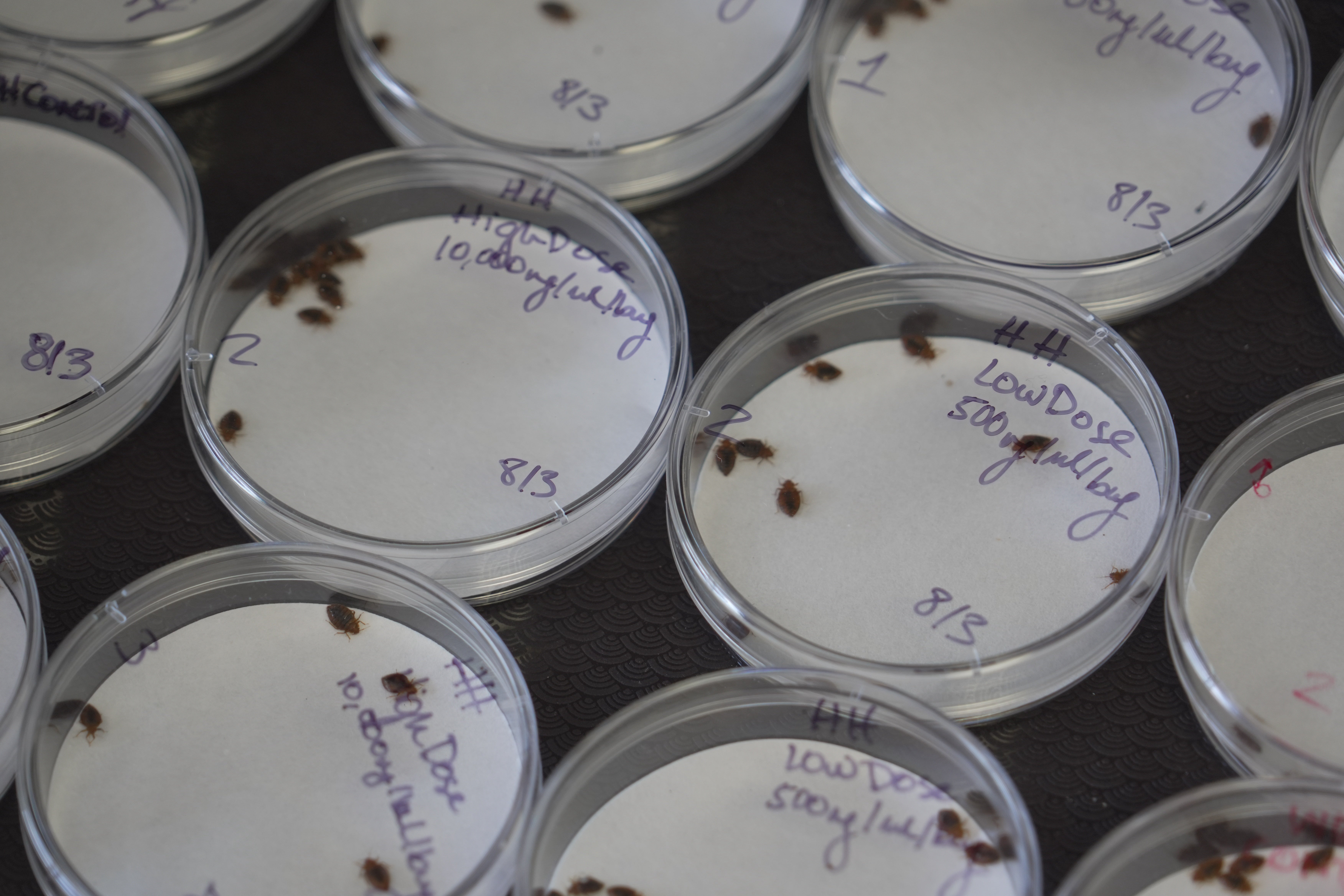 Further research is required to confirm whether bedbugs actually transmit MRSA to humans in real-world settings