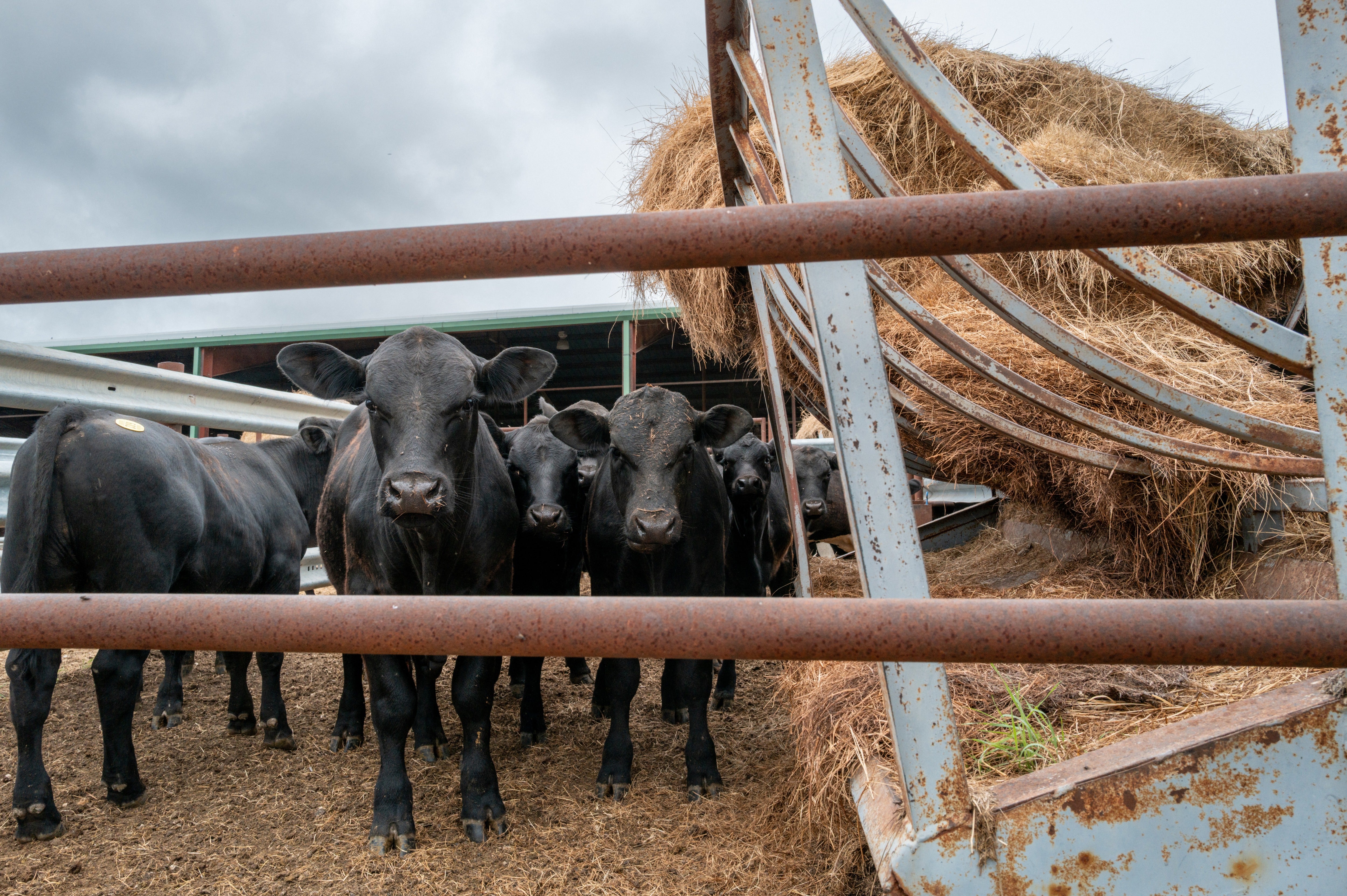 Cattle shortages pushed average beef costs to $9.64 per pound in Apri