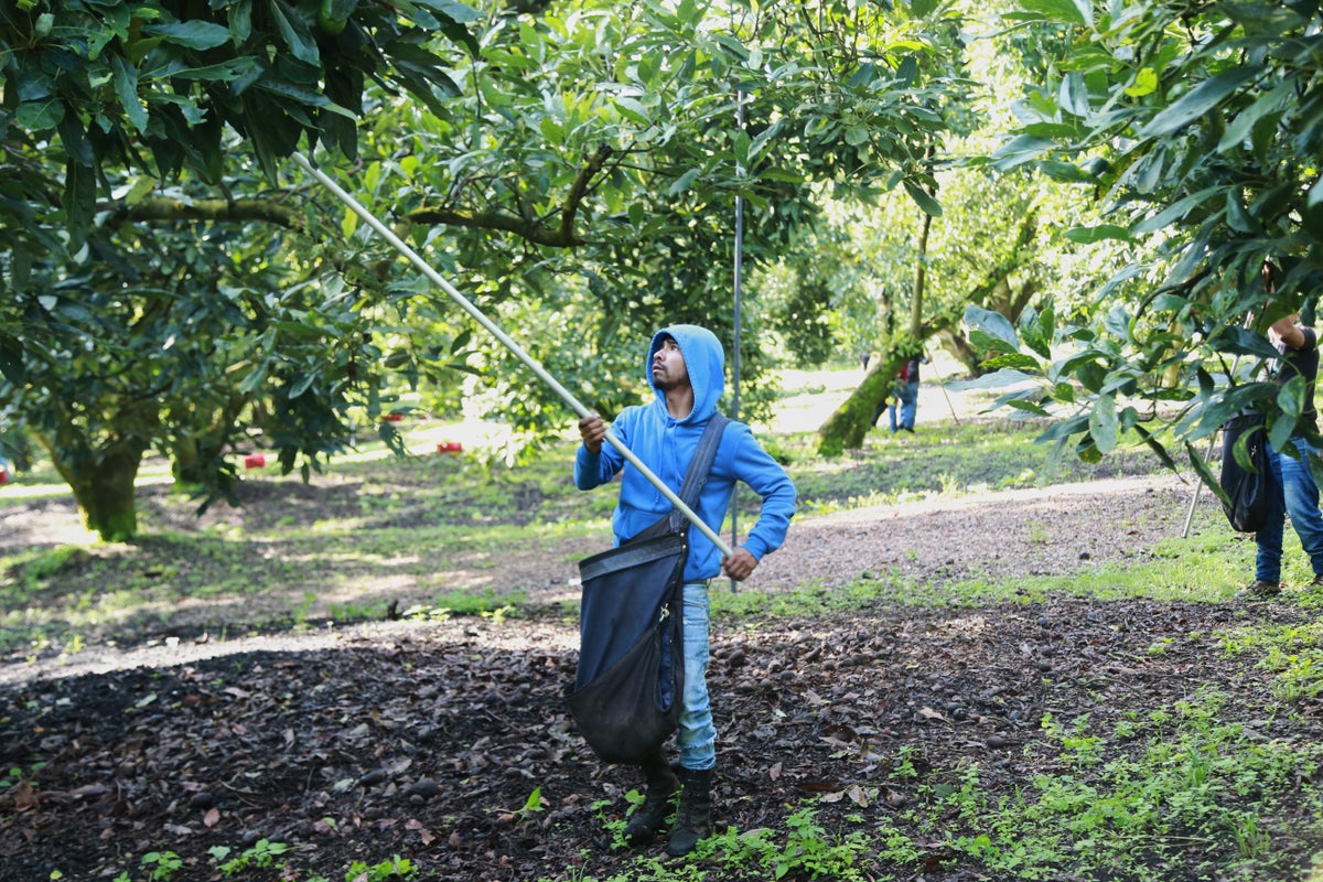 Avocado pickers in Mexico welcome restart of exports to US, but security fears remain