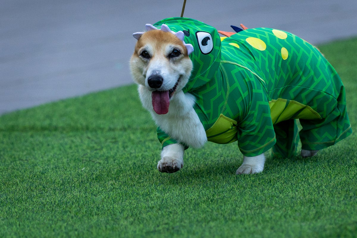 International Corgi race draws 150 dogs for barking, sniffing and short-distance racing
