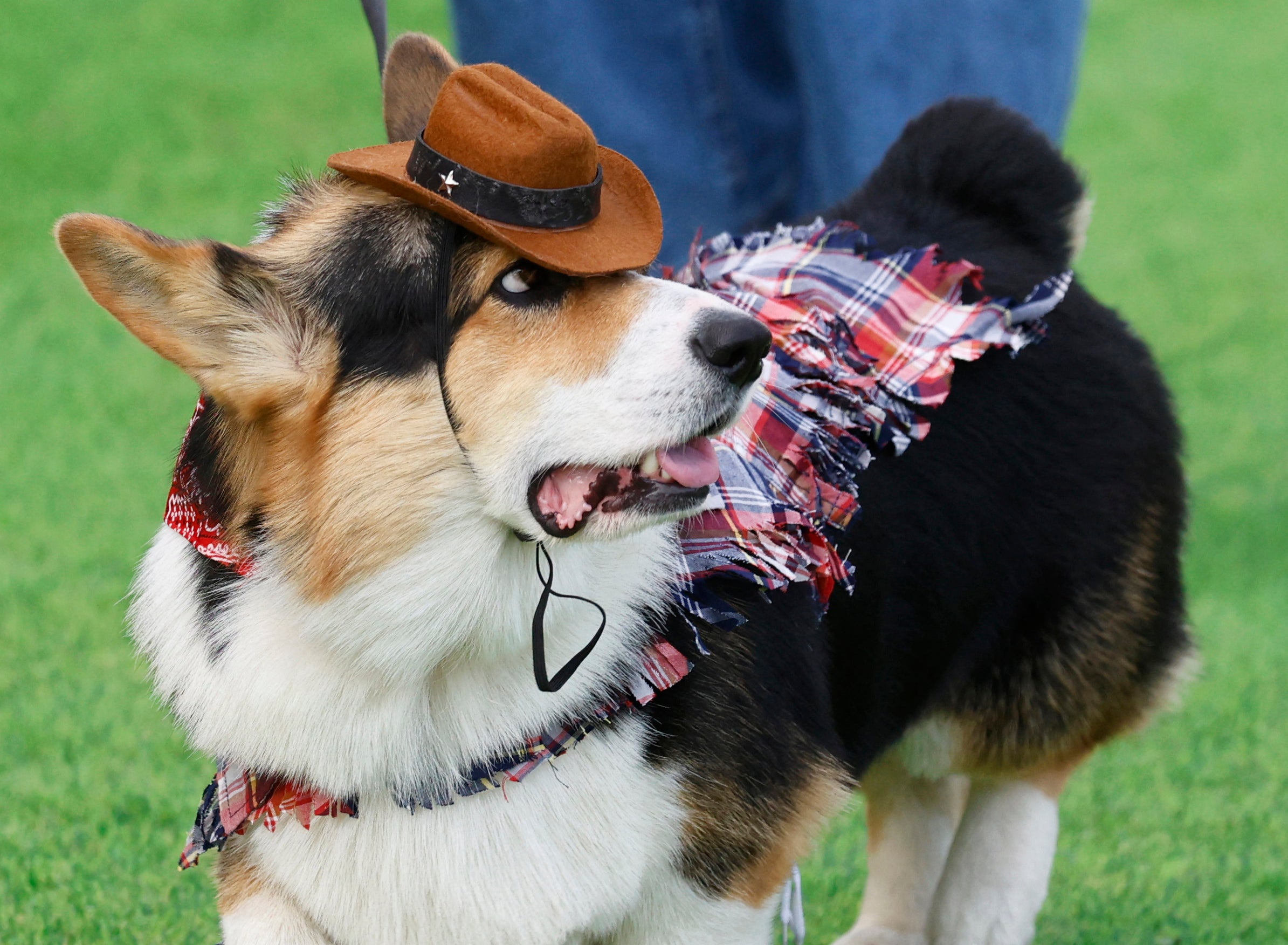 Corgis flown in from around the world to compete in costume and loudest bark contests