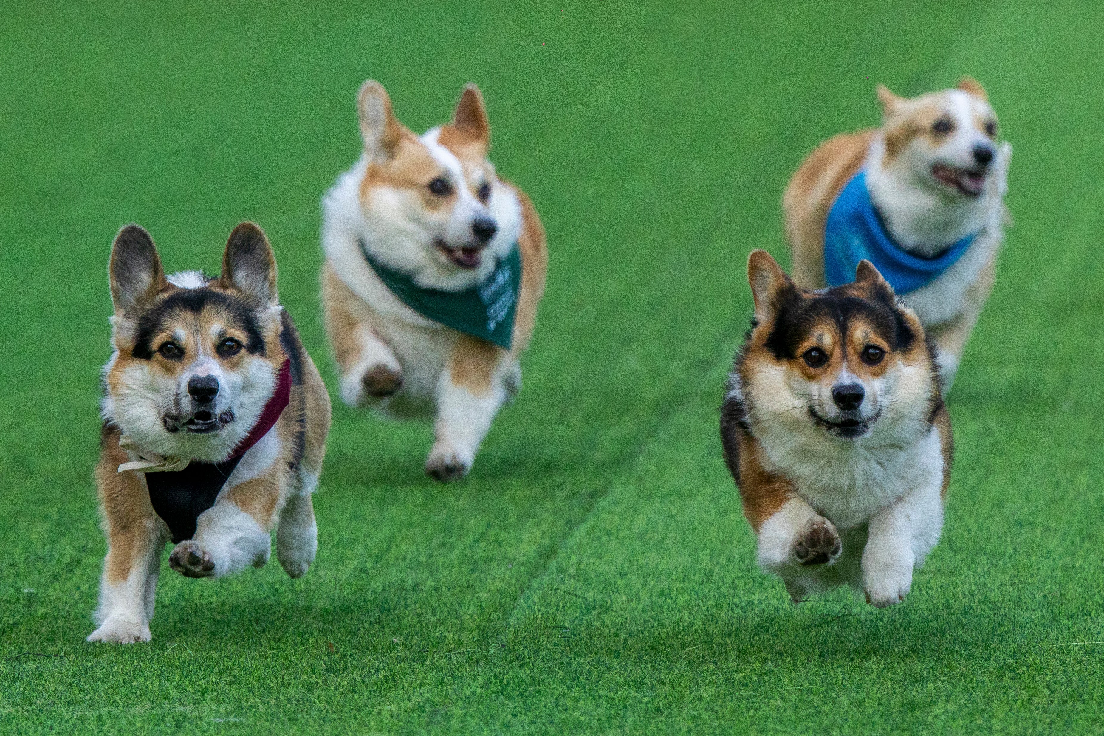 The fifth Corgi Race Vilnius brought dogs and owners to Vingis park in Lithuania's capital on Saturday for its largest event yet