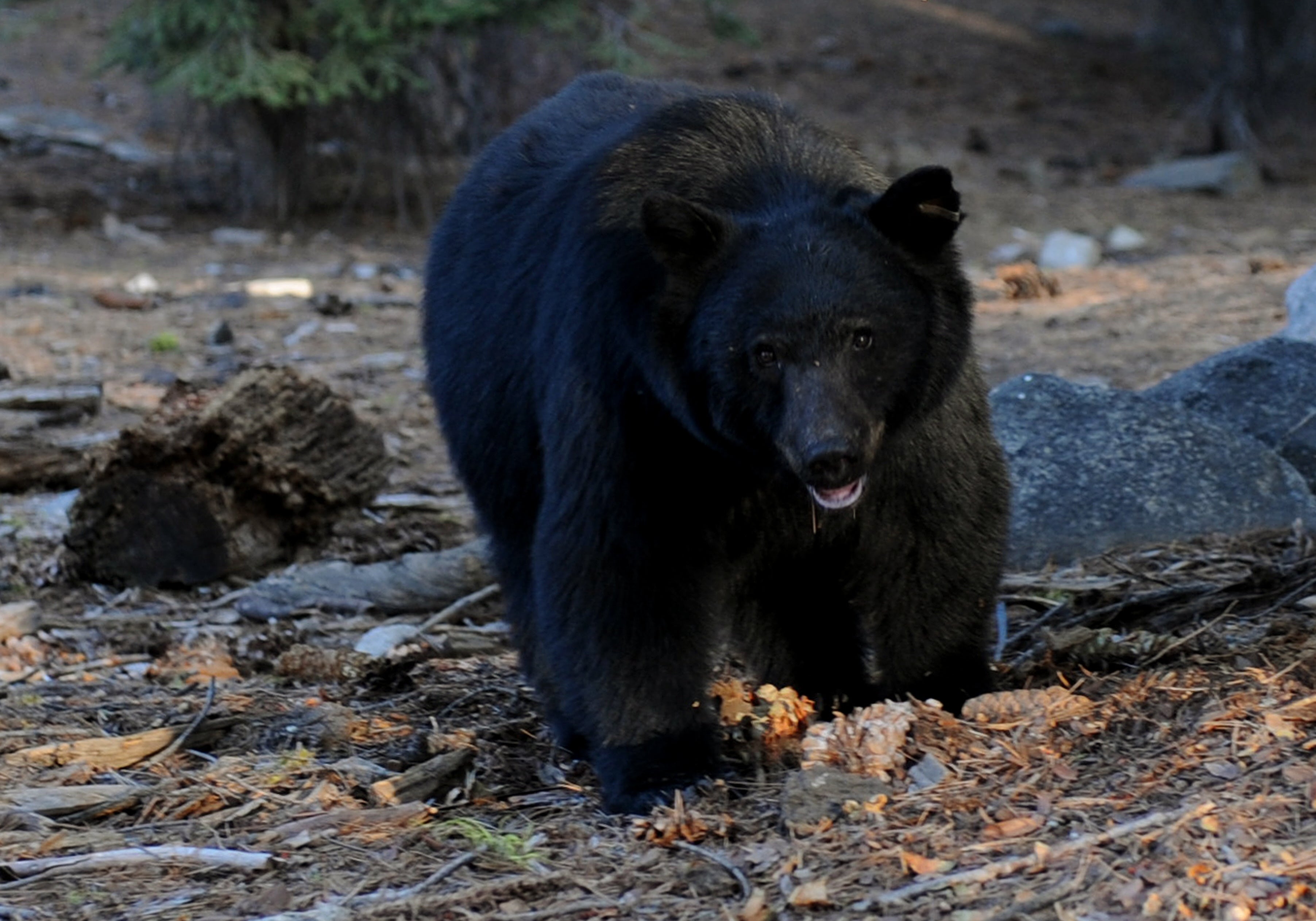 A bear broke into a Kentucky home early Thursday morning, shattering a glass table and stealing leftover fast food while the resident slept inside
