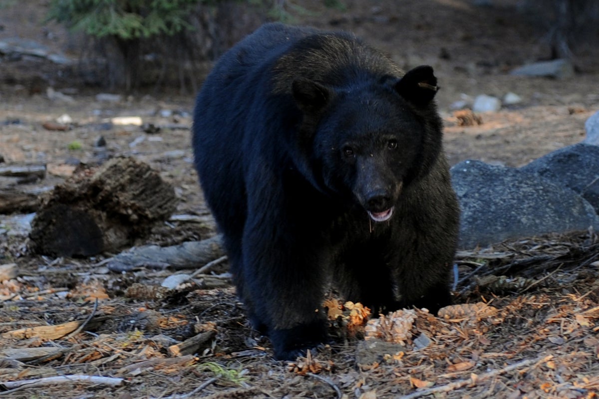 Kentucky woman reports bear break-in and theft of dinner