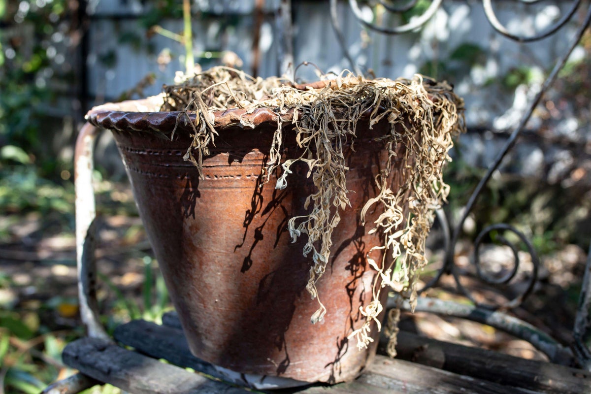 Beat the heat and get ahead in the garden for autumn Beat the heat and get ahead in the garden for autumn