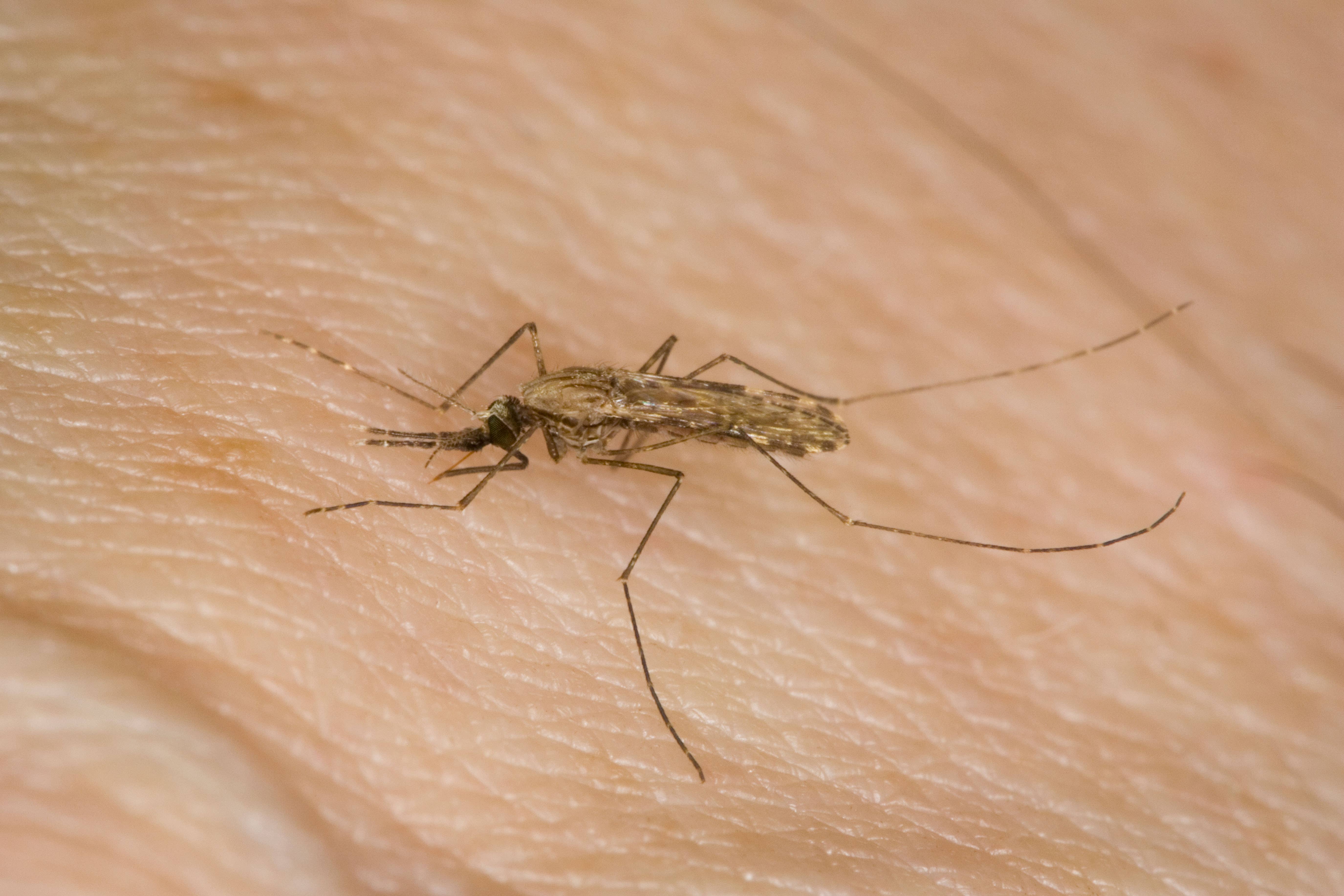 Malaria is a severe mosquito-borne illness that mostly affects people living in tropical countries (Imagen)