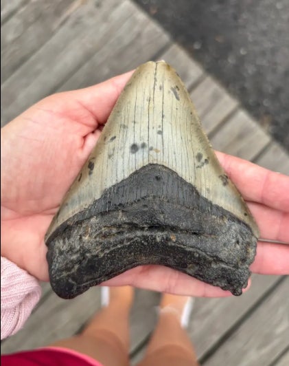 A megalodon tooth found near Cape May, New Jersey by a father and son vacationing from Pennsylvania
