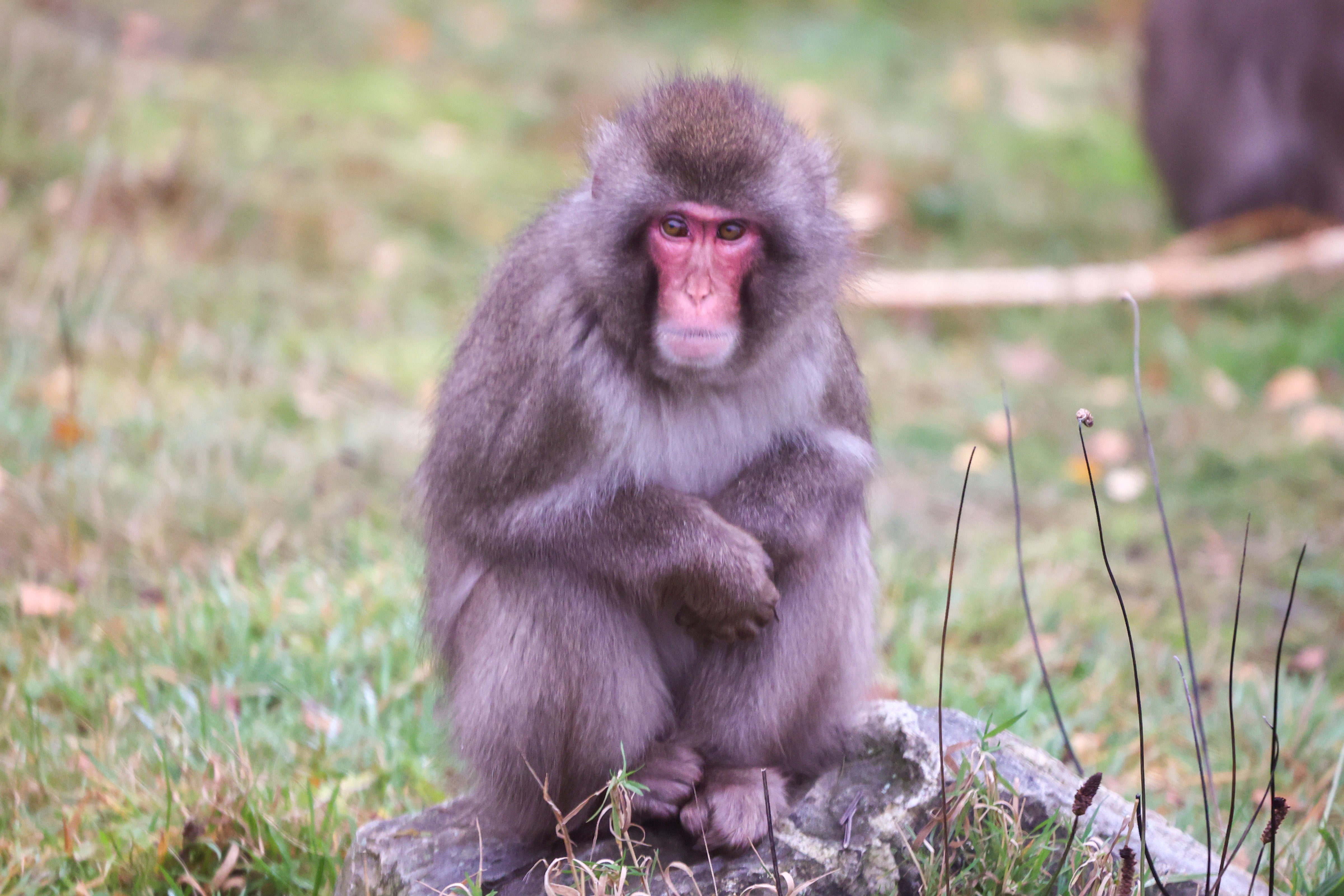 Luka is a young male macaque (Royal Zoological Society of Scotland)