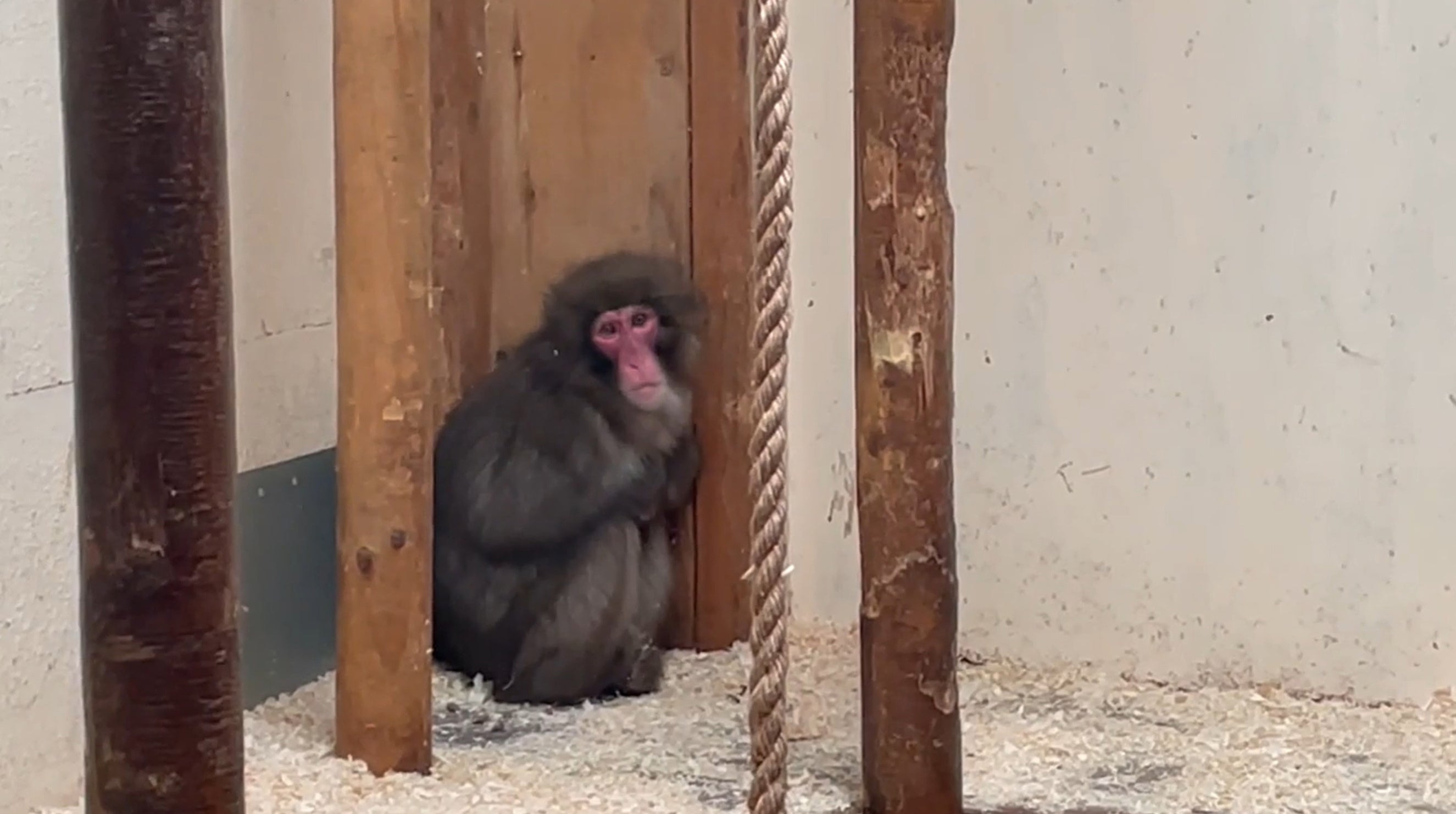 Honshu was caught by keepers five days after his escape in 2024 (Royal Zoological Society of Scotland)