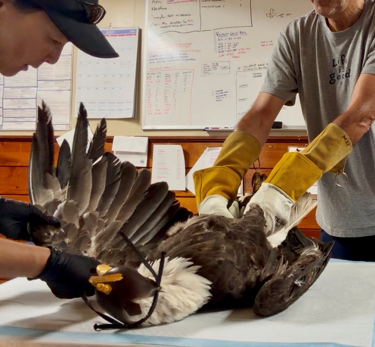 State wildlife officials say the 14-year-old bald eagle suffered from a blood clot in her wing and kidney prior to her death