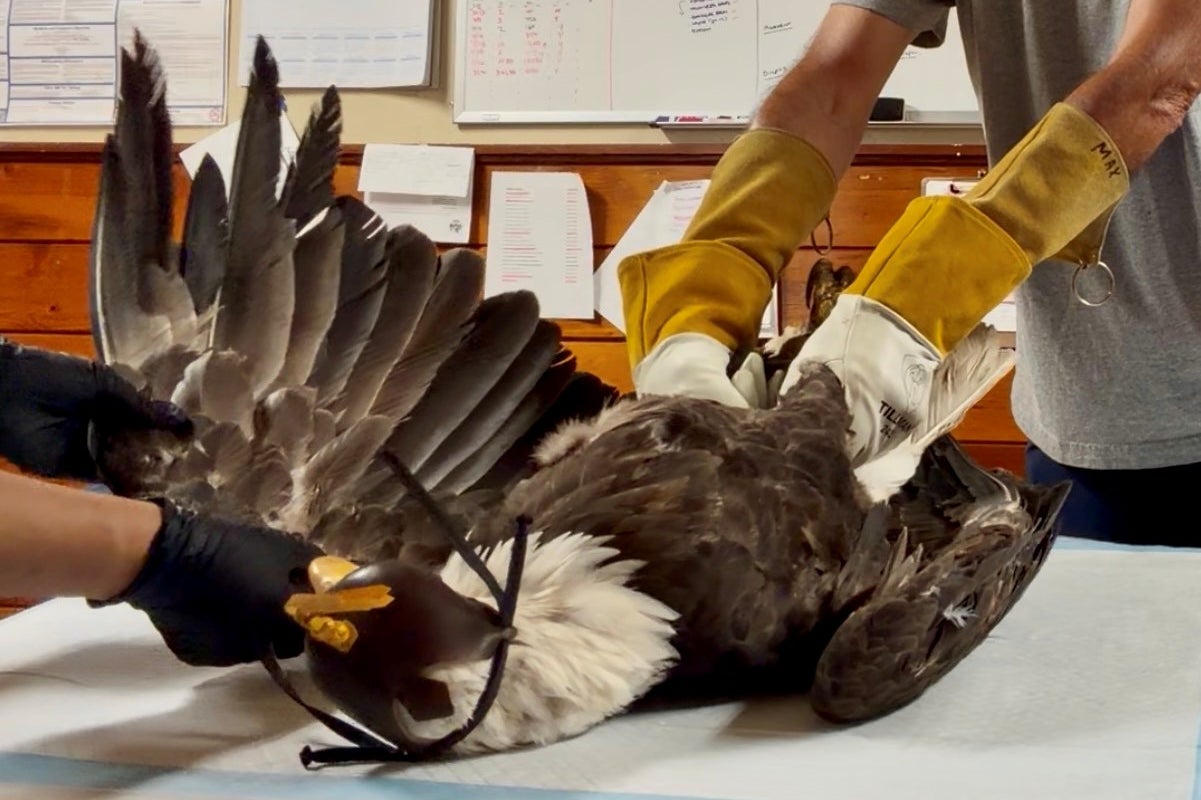 State wildlife officials say the 14-year-old bald eagle suffered from a blood clot in her wing and kidney prior to her death (AP)