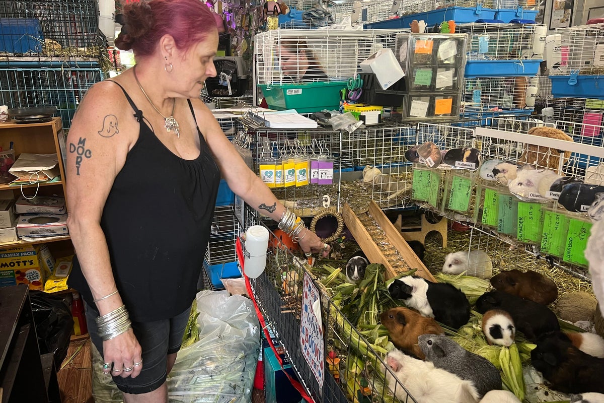 Massachusetts sanctuary struggles to care for nearly 400 rescued guinea pigs
