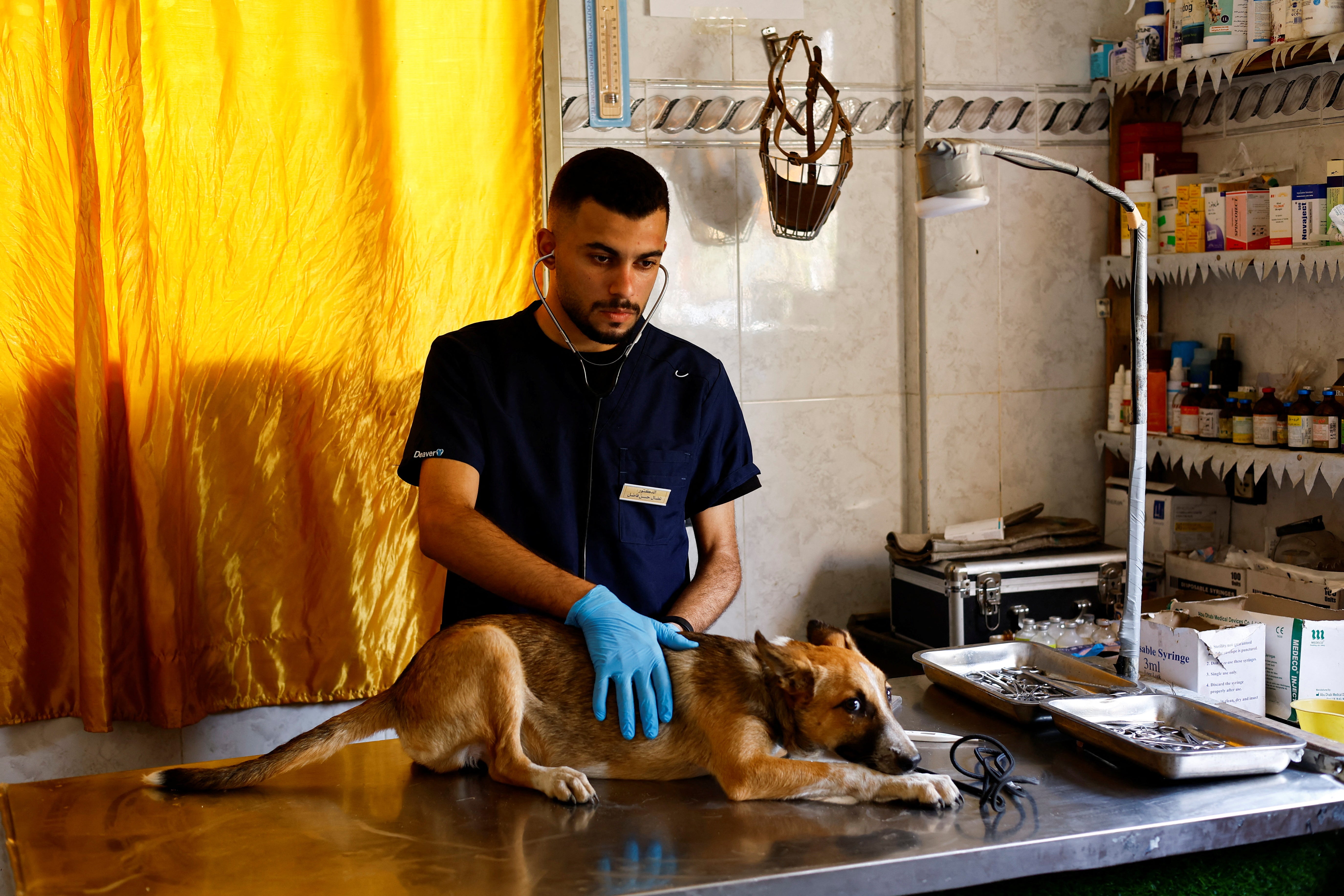 A veterinarian treats a dog at a veterinary clinic inside a pet and bird supplies store in Nuseirat, in the central Gaza Strip, August 13, 2026.