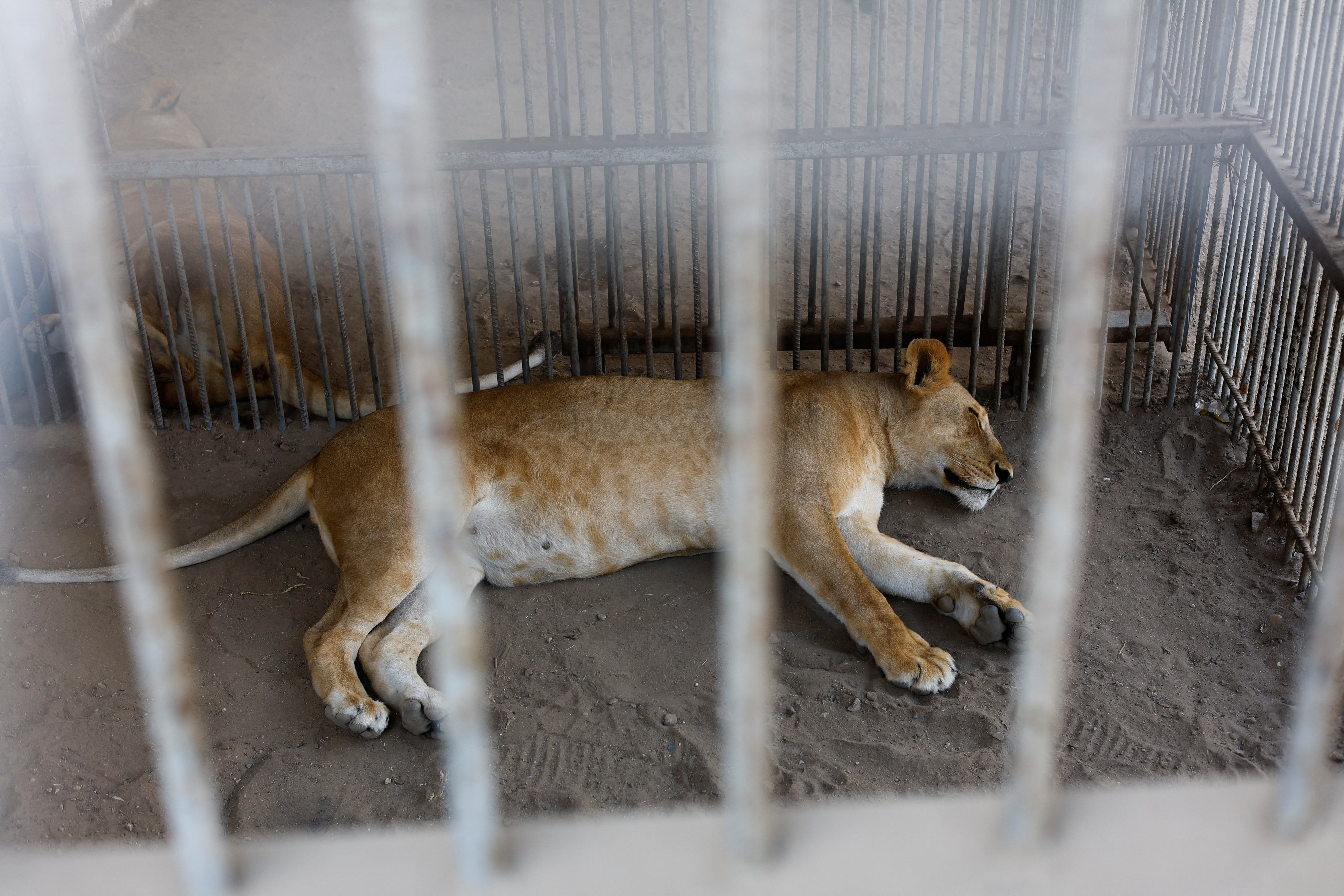 A female lion sleeps inside a cage at a zoo in Nuseirat, in the central Gaza Strip, August 12, 2026
