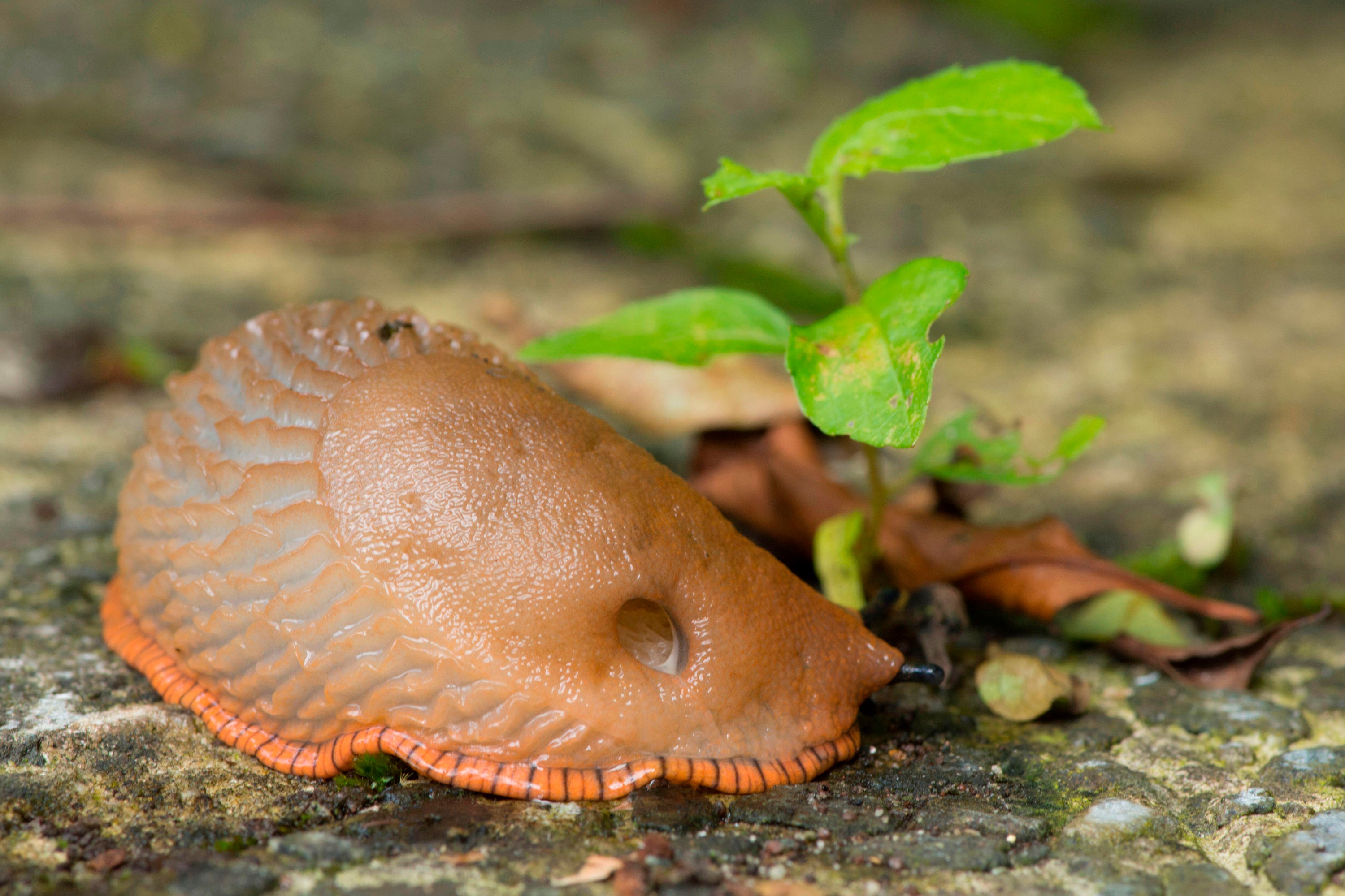Look out for slugs and snails which may be hiding at the base of your plant (PA)