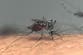 A deadly brain-swelling illness spread by mosquitoes is on the rise in the US