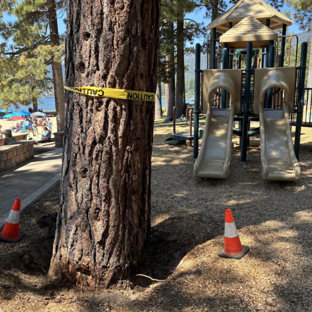 A total of 28 large trees have been poisoned at Burnt Cedar Beach in Incline Village, Nevada, since 2022