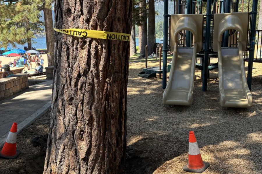 Nevada authorities investigate suspected poisoning of 28 trees at Lake Tahoe beach