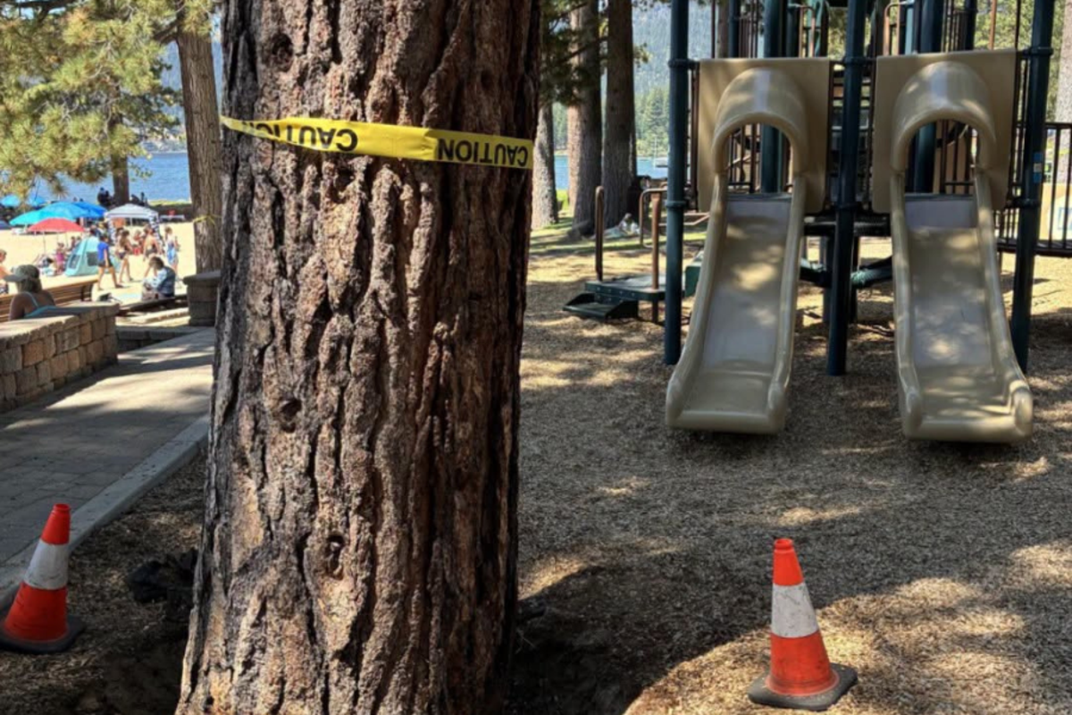 Nevada authorities investigate suspected poisoning of 28 trees at Lake Tahoe beach