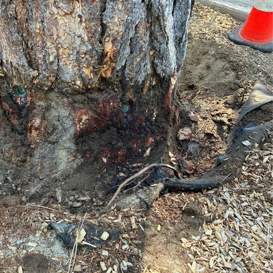The private beach remains open as authorities say there is no immediate threat to the health and welfare of visitors despite the poisoned trees, pictured here at the root