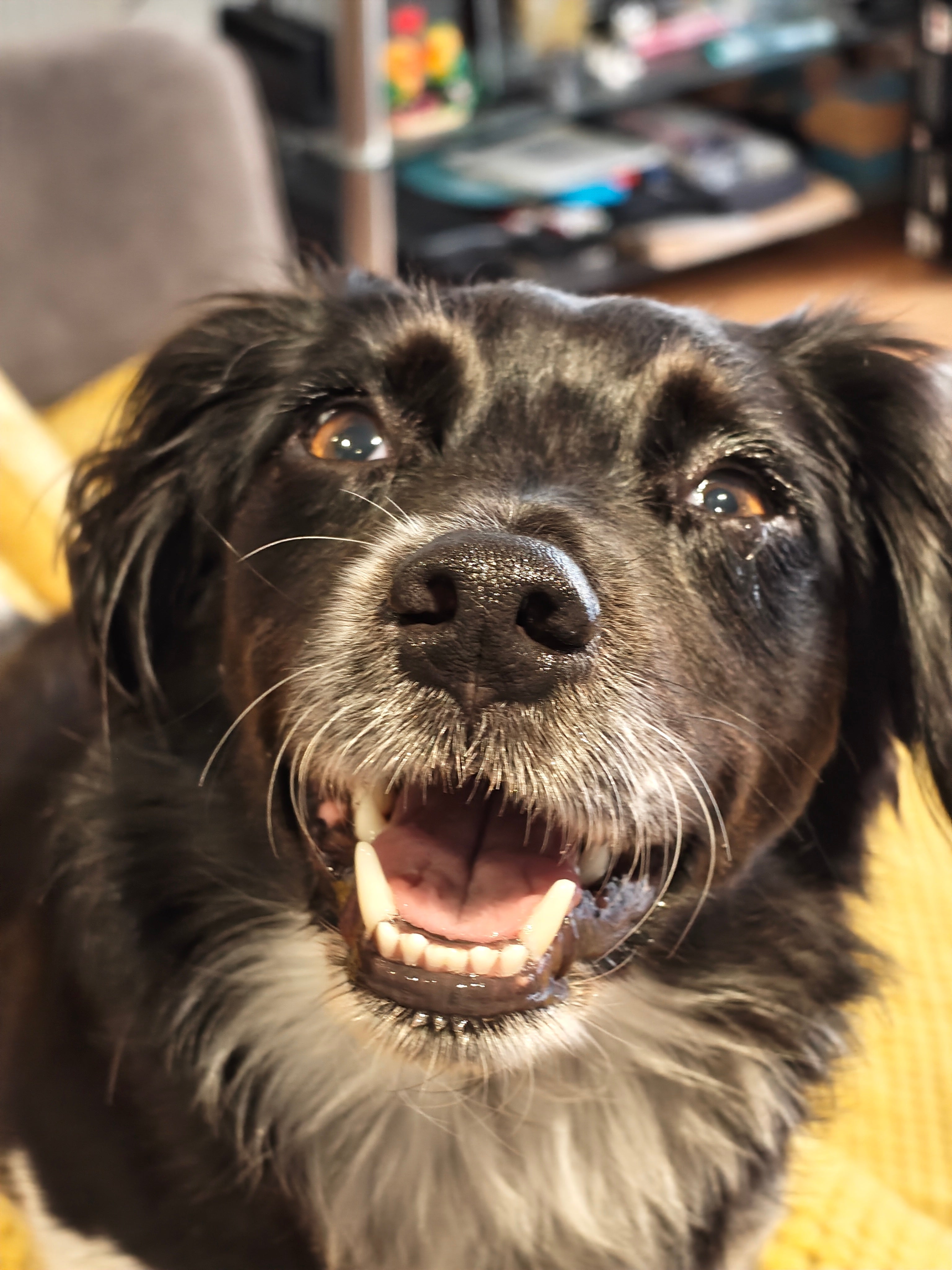 Cookie (pictured) has received multiple treatment for eye issues, her owner said