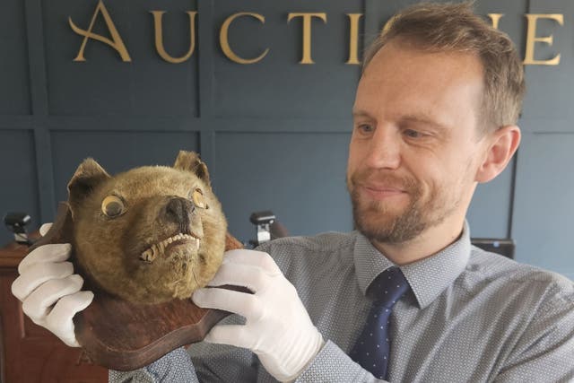 Bug-eyed ‘fox head’ bought for £50 is priceless Tasmanian tiger