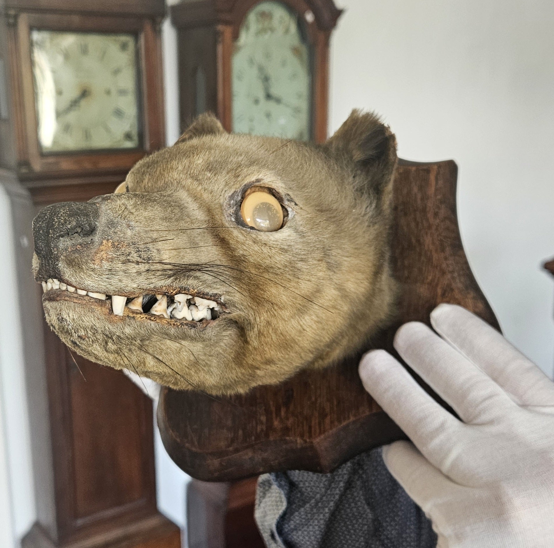 The seller had originally bought the head because of its ‘novelty googly eyes’