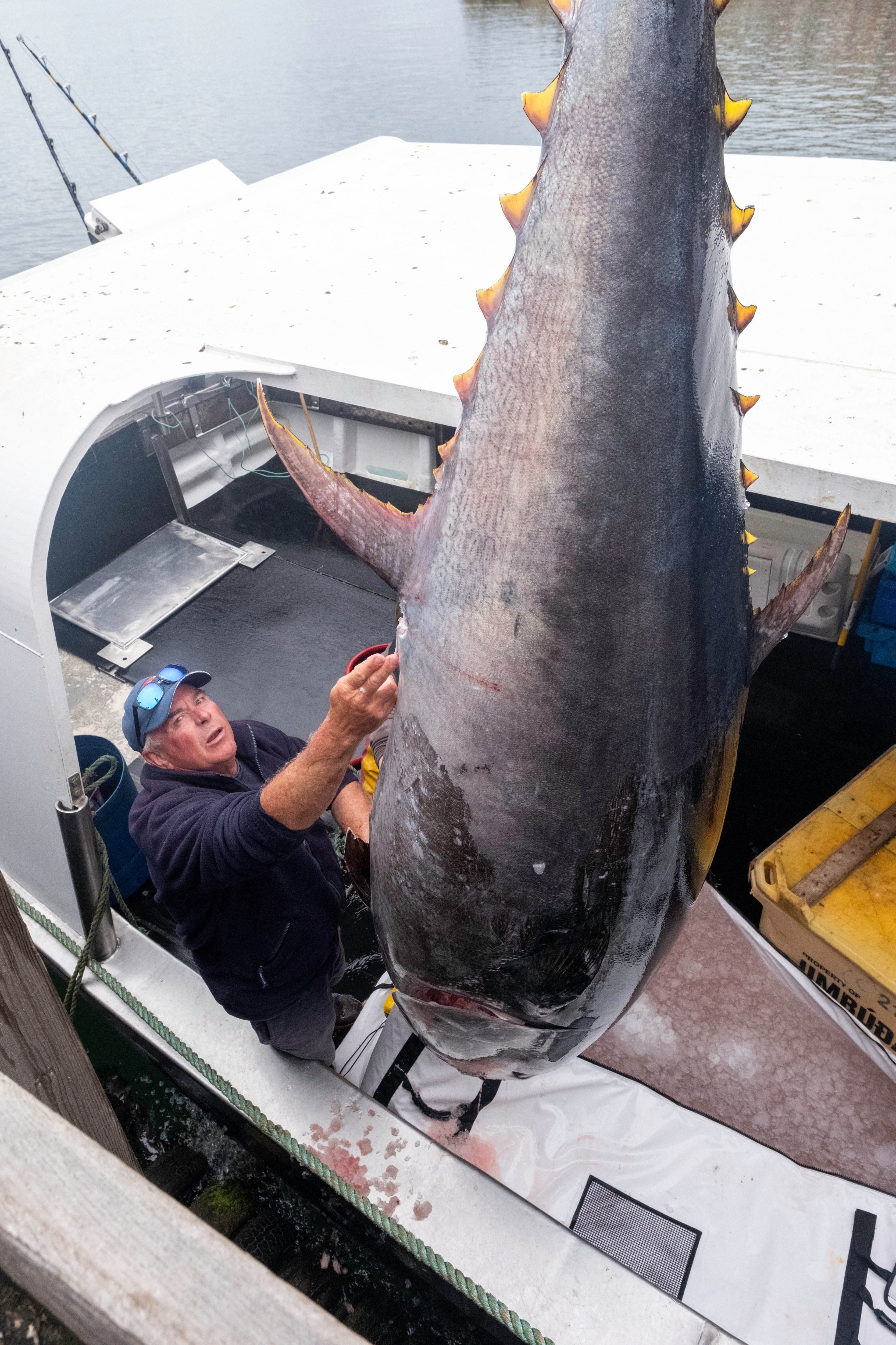 First bluefin tuna since 1939 caught and landed in the North Sea