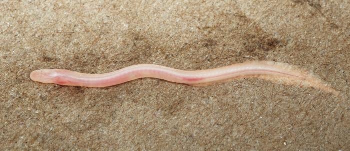 TikTok video leads scientists to discover new translucent eel species in India