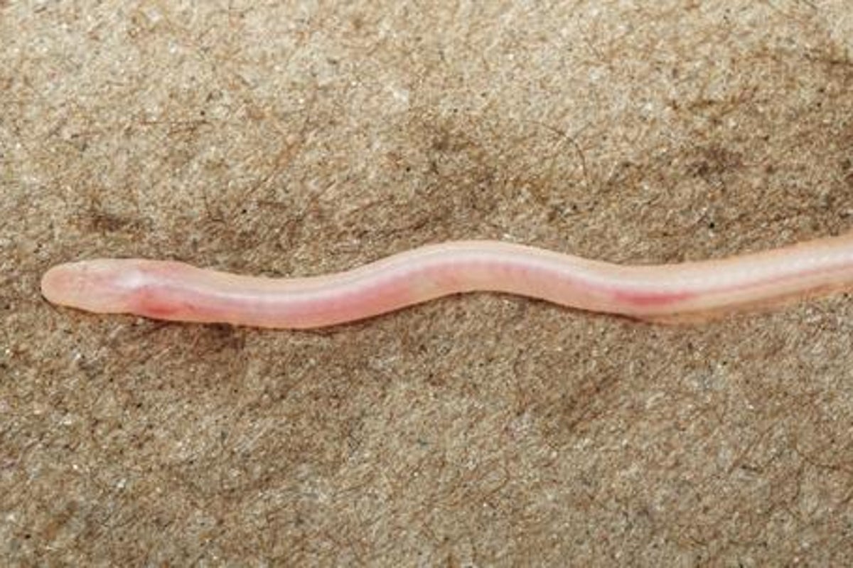 TikTok video helps scientists identify a new translucent underground eel in India