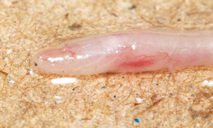 Gangaichthys indonepalicus close up