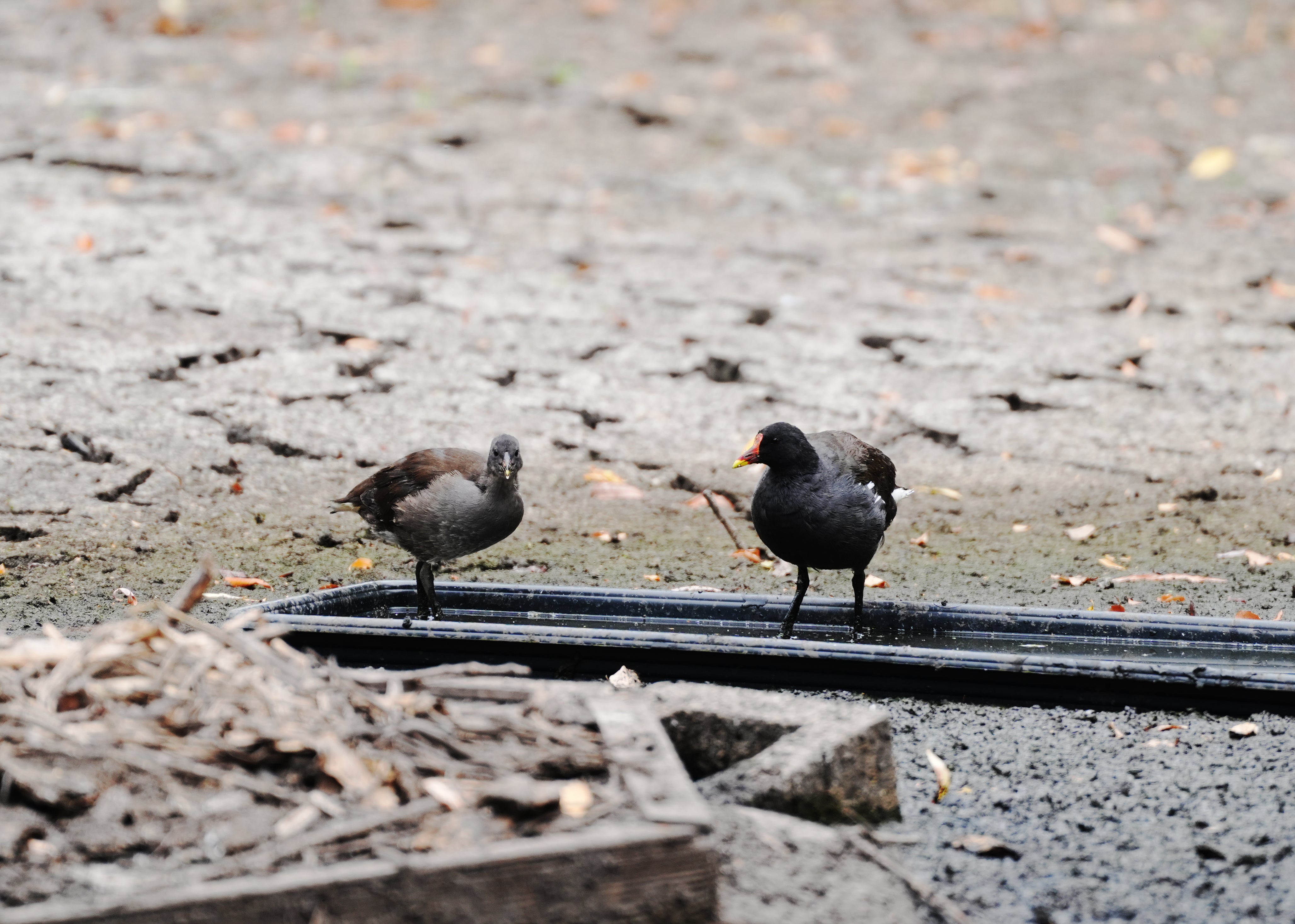 Moor hens bathe in a plastic tray set in the dried bed of the village pond in Holyport