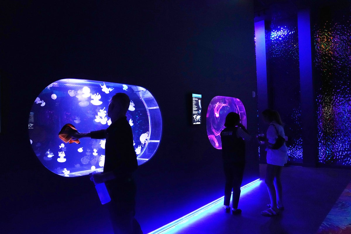 First U.S. museum dedicated exclusively to jellyfish opens to the public