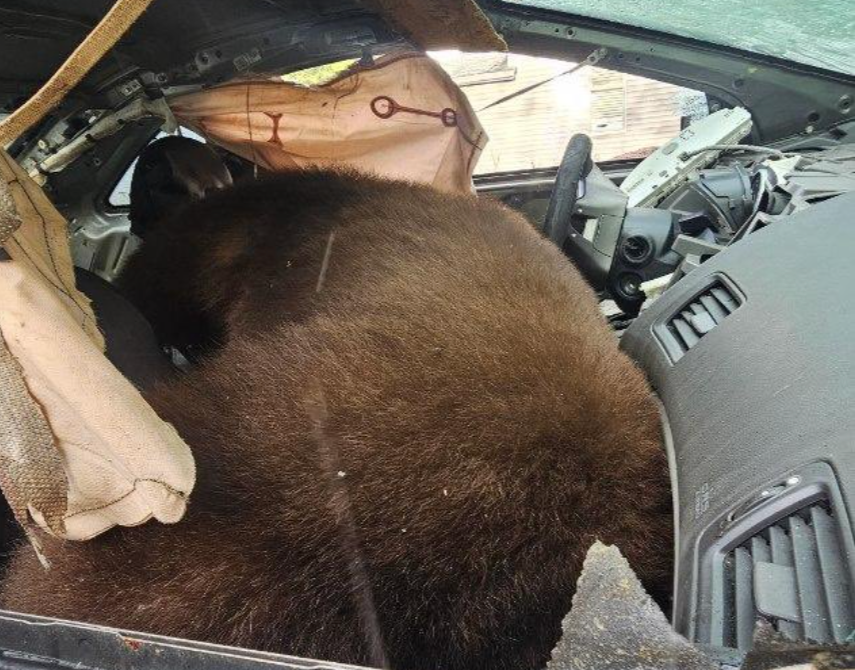 A black bear was found dead in a car in Colorado after lying inside the vehicle for days, authorities say