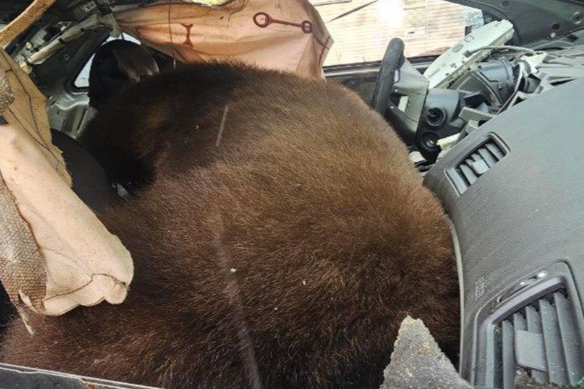 Black bear found dead in Colorado vehicle amid rising wildlife encounters
