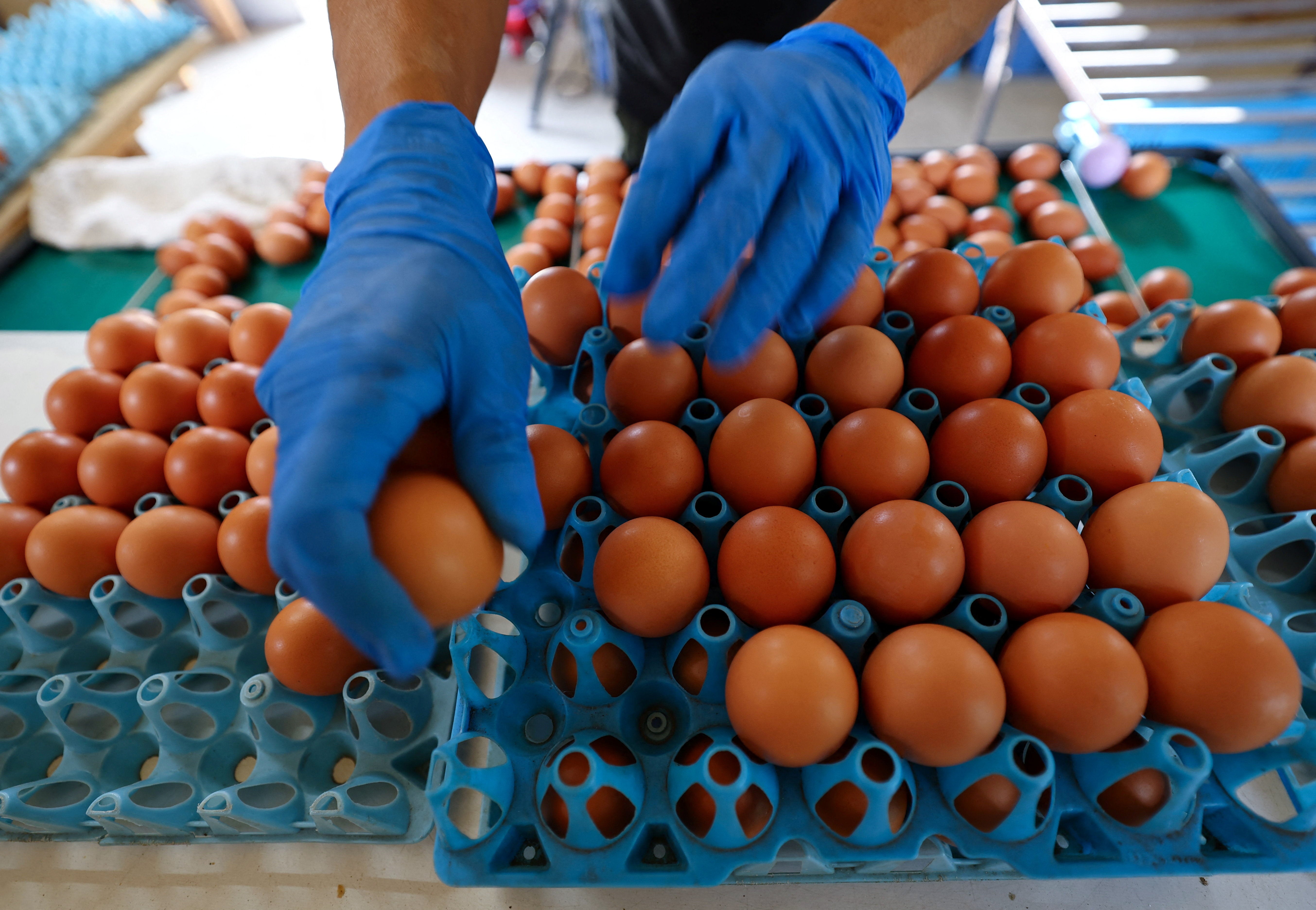 Salmonella cases near 500 in the UK as egg warning issued