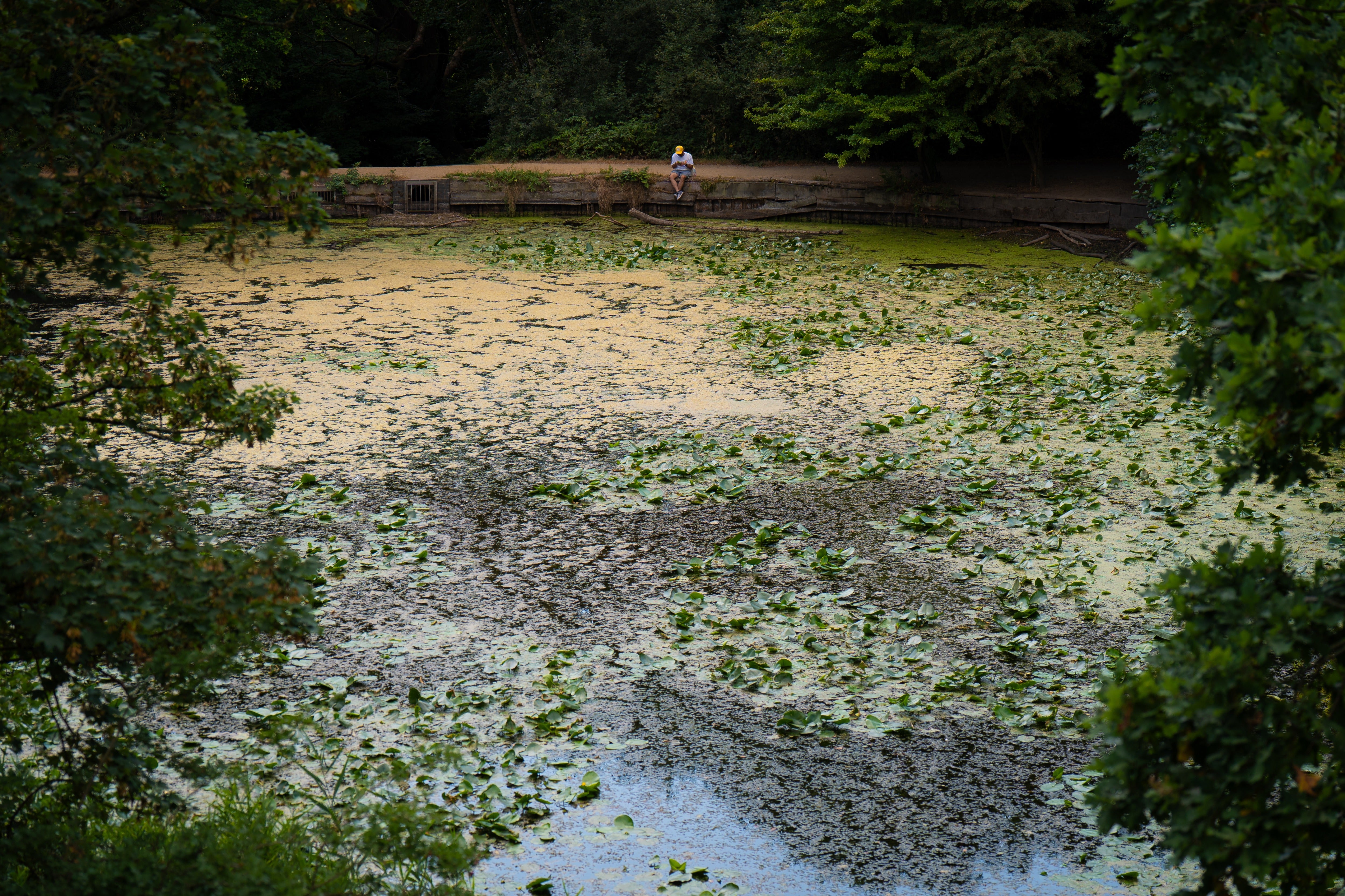 London&rsquo;s first official bathing area hit by toxic algae outbreak