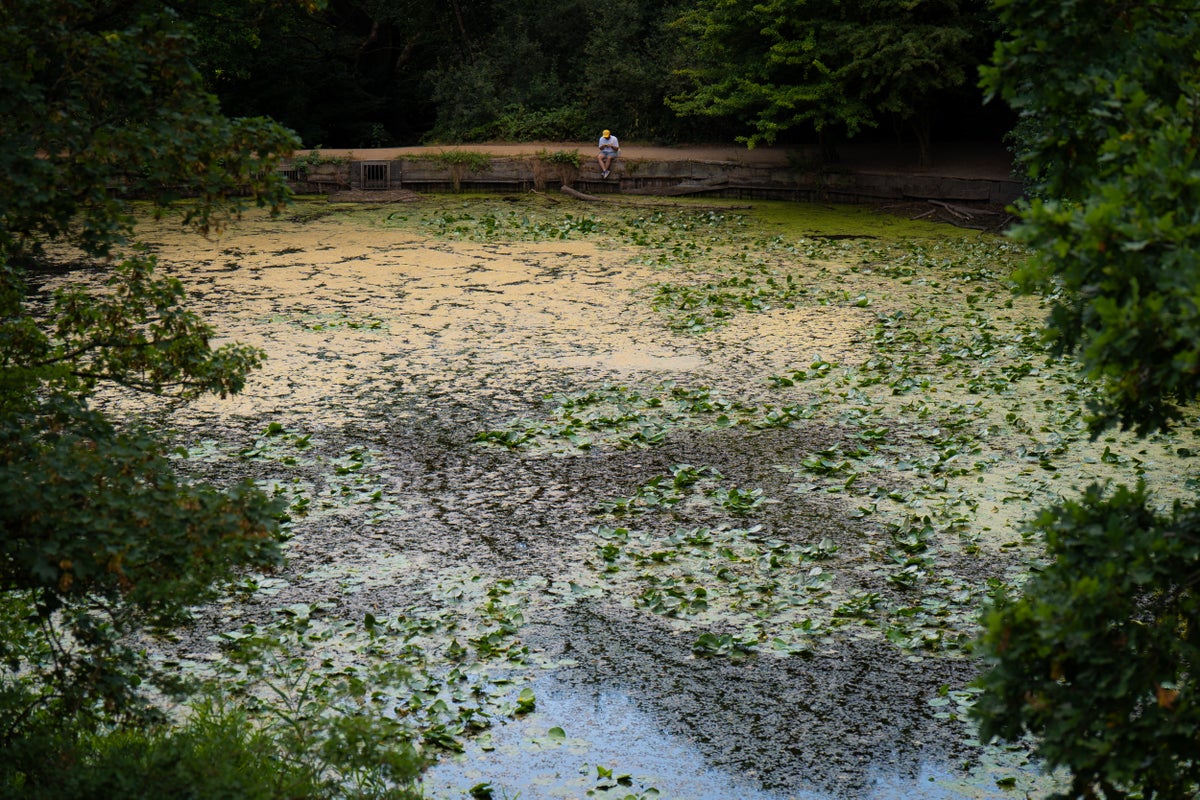 London’s first official bathing area hit by toxic algae outbreak London’s first official bathing area hit by toxic algae outbreak