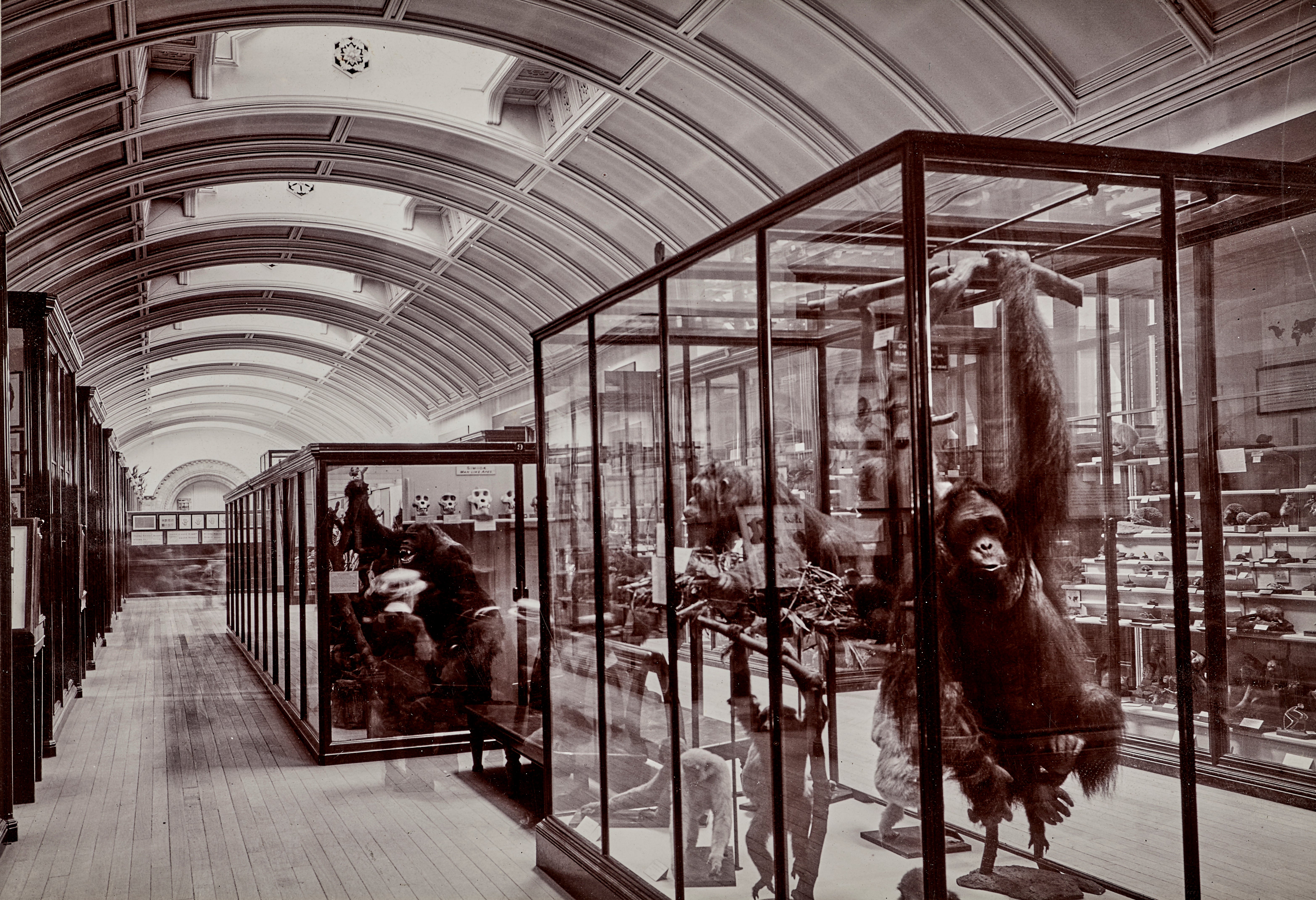 Upper Mammals Gallery 1911 (The Trustees of the Natural History Museum London/PA)