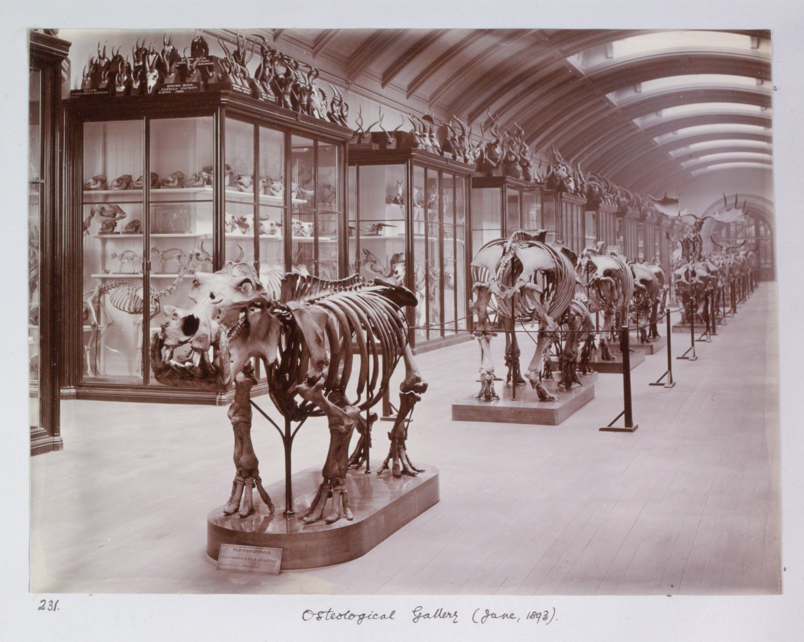 Osteology gallery 1893 (The Trustees of the Natural History Museum London/PA)